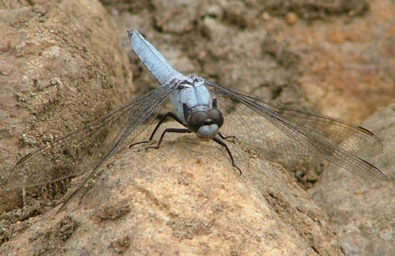 Orthetrum brunneum e Trithemis annulata